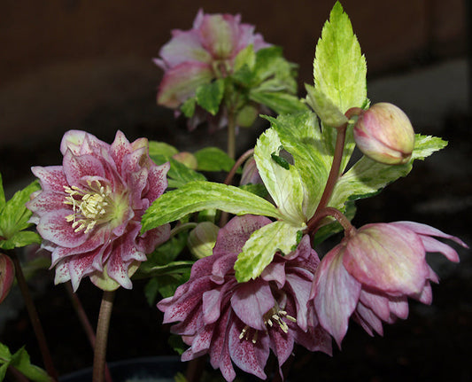 HELLEBORUS x HYBRIDUS variegated 'DOUBLE LADY'