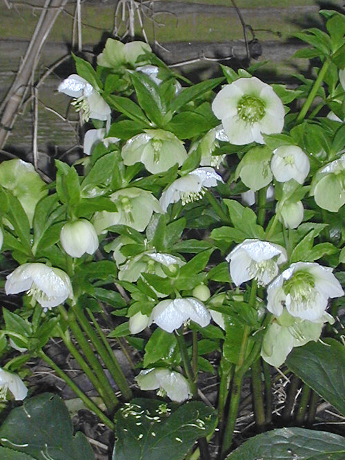 HELLEBORUS ORIENTALIS white