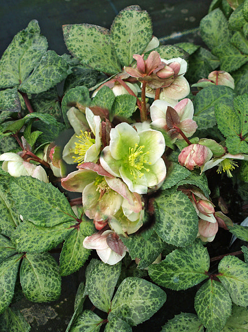 HELLEBORUS x ERICSMITHII 'WINTER MOONBEAM'
