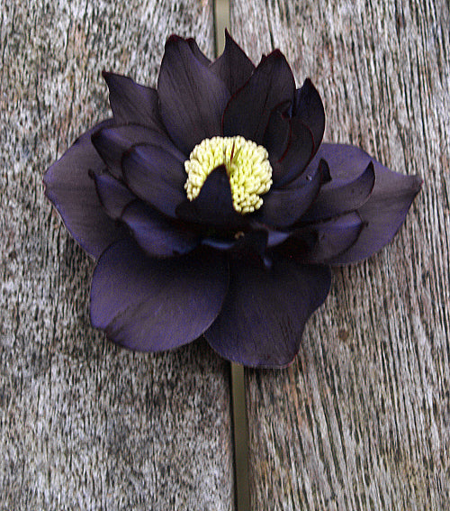 HELLEBORUS x HYBRIDUS BLACK DOUBLE