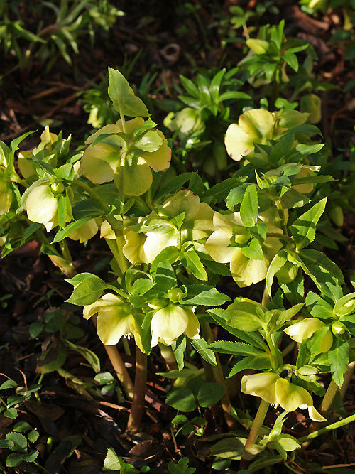 HELLEBORUS x HYBRIDUS YELLOW