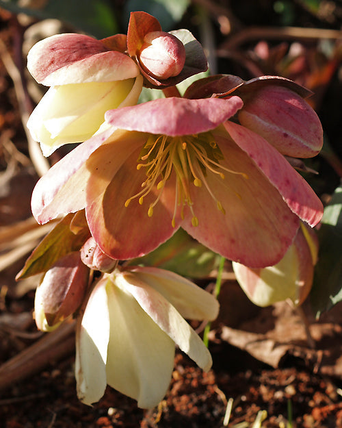 HELLEBORUS ERICSMITHII 'SNOW LOVE'