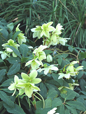HELLEBORUS x NIGERCORS