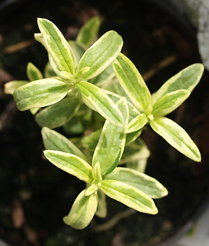 HELIANTHEMUM 'MEGAN'