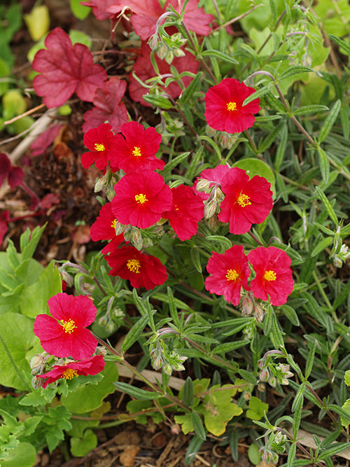 HELIANTHEMUM 'RED ORIENT'