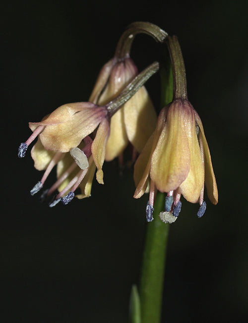 HELONIOPSIS KAWANOI