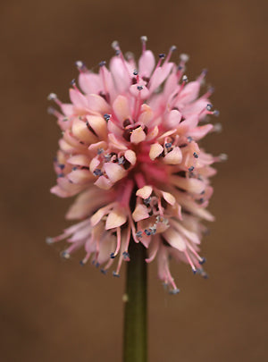 HELONIAS BULLATA