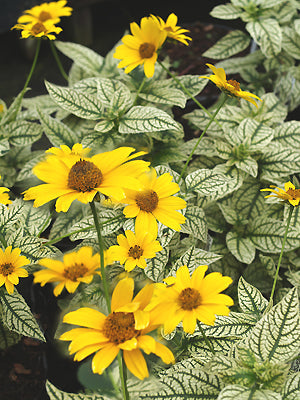 HELIOPSIS 'LORAINE SUNSHINE'