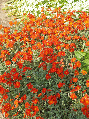 HELIANTHEMUM 'HENFIELD BRILLIANT'