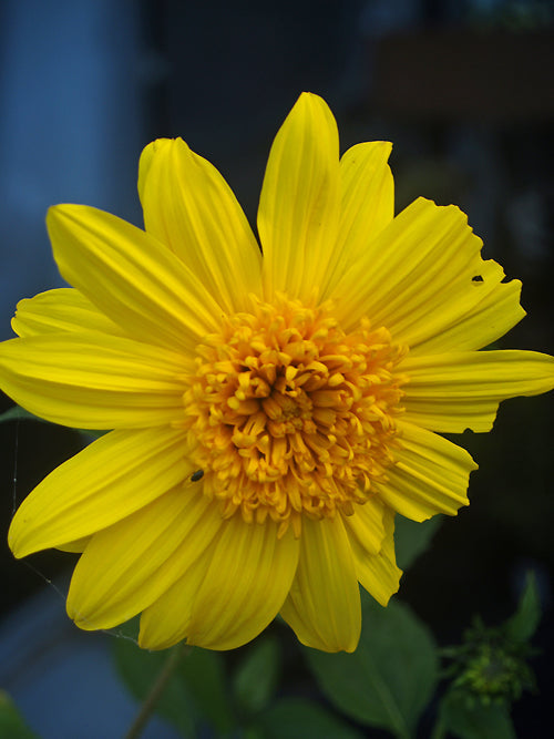 HELIANTHUS x MULTIFLORUS 'METEOR'