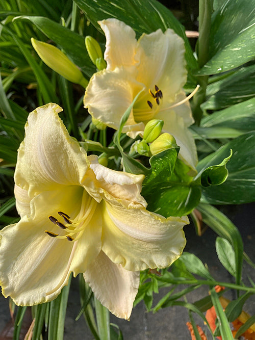 HEMEROCALLIS 'ARCTIC SNOW'