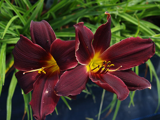 HEMEROCALLIS 'AMERICAN REVOLUTION'