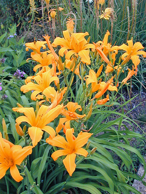 HEMEROCALLIS 'APRICOTTA'