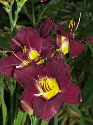 HEMEROCALLIS 'BELA LUGOSI'