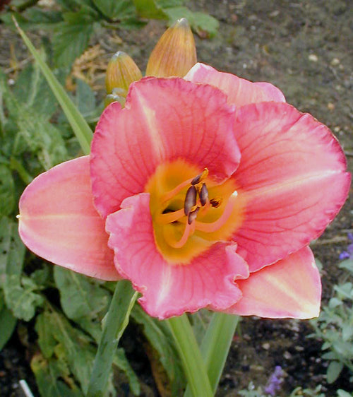 HEMEROCALLIS 'BOWL OF ROSES'