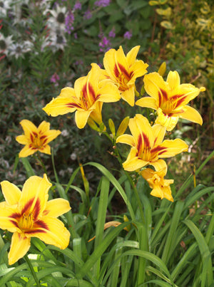 HEMEROCALLIS 'BONANZA'
