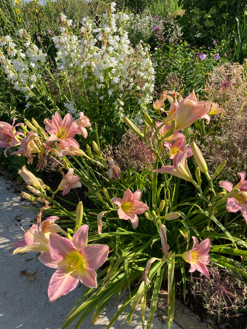HEMEROCALLIS 'CATHERINE WOODBERY'