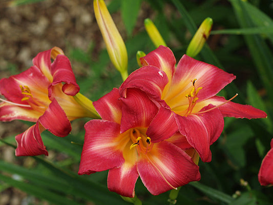 HEMEROCALLIS 'CHERRY CHEEKS'