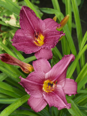 HEMEROCALLIS 'CHICAGO ROYAL ROBE'