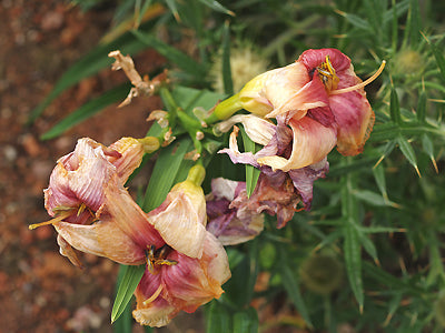 HEMEROCALLIS 'CINDY'S EYE'