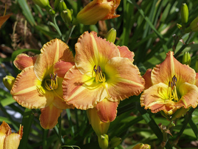 HEMEROCALLIS 'CLOTHED IN GLORY'
