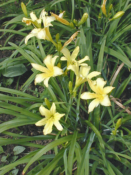 HEMEROCALLIS 'CREAM DROP'