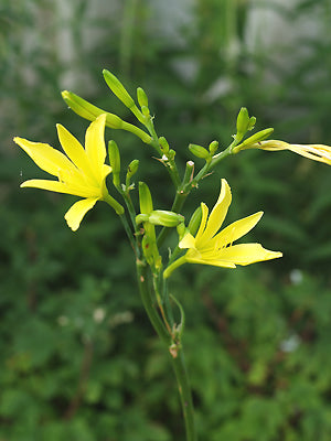 HEMEROCALLIS CITRINA x (x OCHROLEUCA)