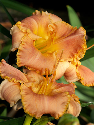 HEMEROCALLIS 'DESERT DREAMS'