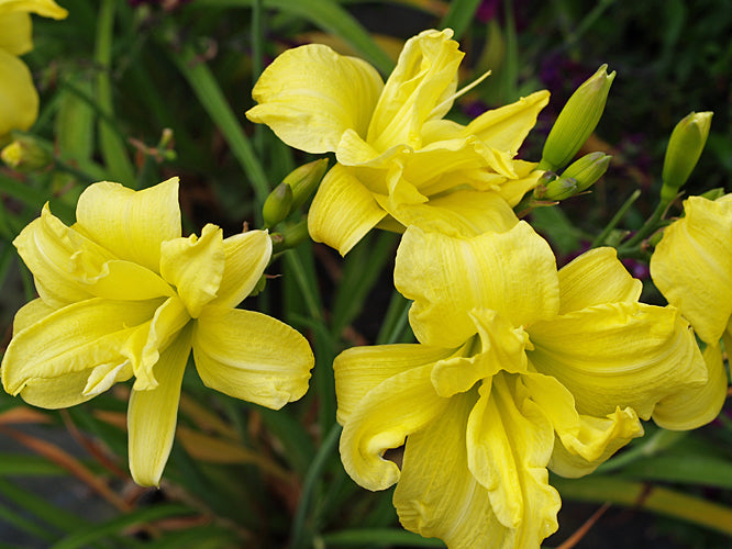 HEMEROCALLIS 'DOUBLE RIVER WYE'