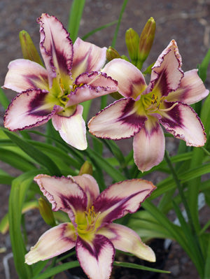 HEMEROCALLIS 'DESTINED TO SEE'