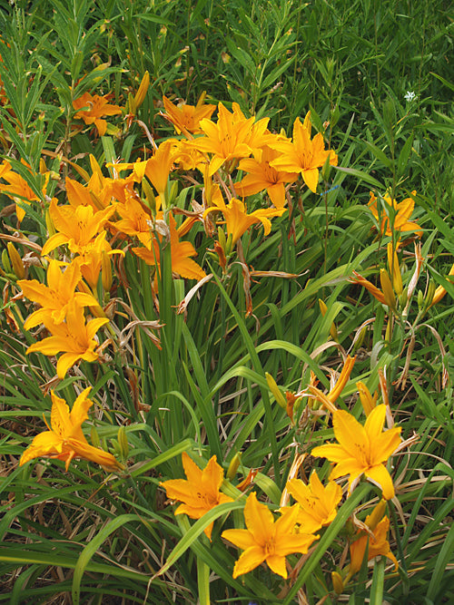 HEMEROCALLIS 'BURNING DAYLIGHT'