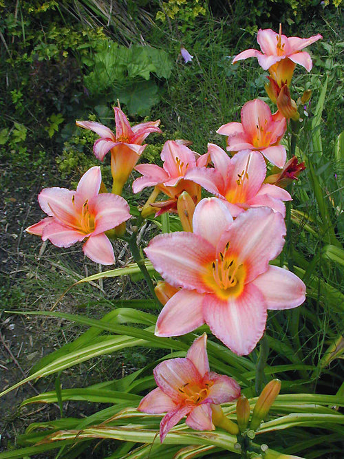 HEMEROCALLIS 'ELAINE STRUTT'