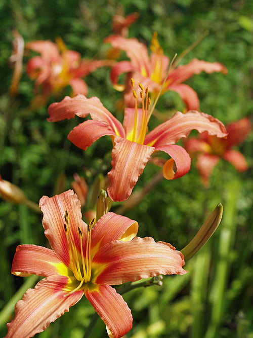HEMEROCALLIS FULVA var.ROSEA