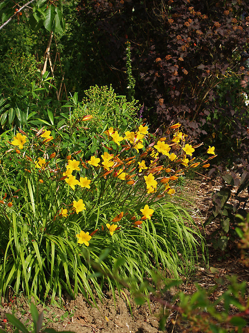 HEMEROCALLIS 'GOLDEN CHIMES'