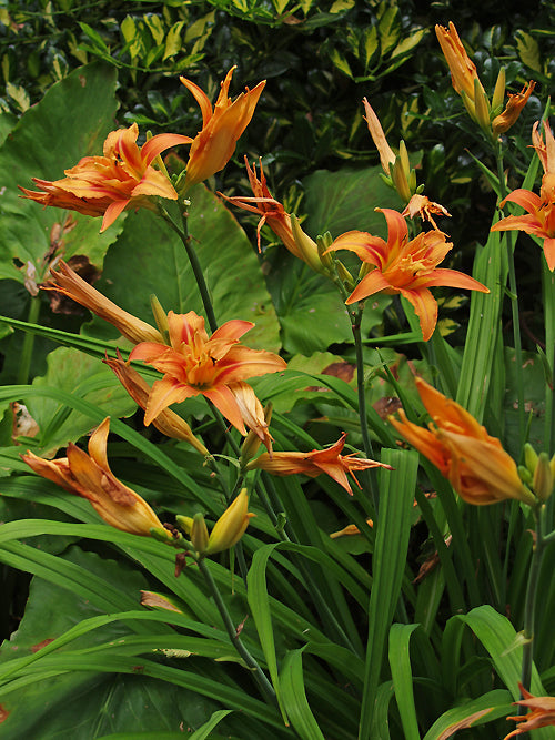 HEMEROCALLIS FULVA 'GREEN KWANSO'