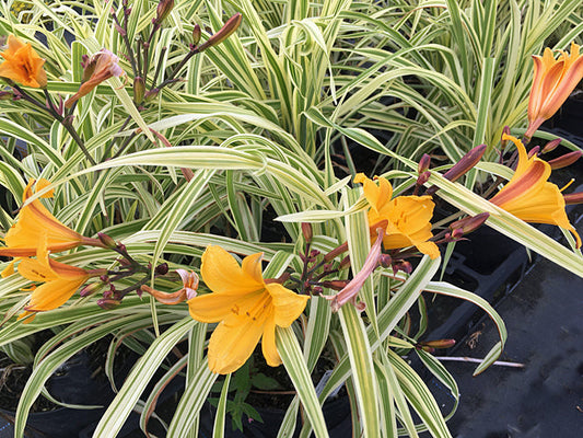HEMEROCALLIS 'GOLDEN ZEBRA'