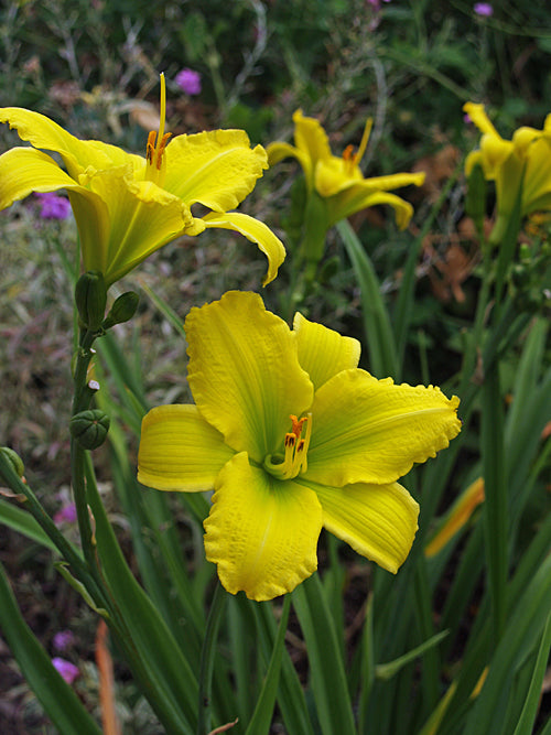 HEMEROCALLIS 'GREEN FLUTTER'