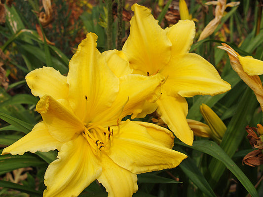 HEMEROCALLIS 'HUMDINGER'