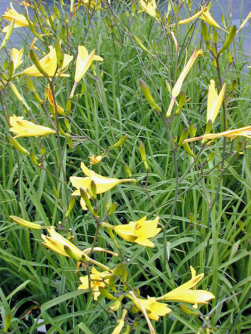 HEMEROCALLIS 'HYPERION'