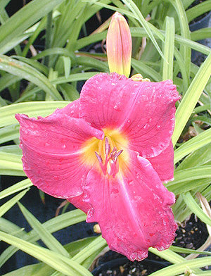 HEMEROCALLIS 'JAMES MARSH'