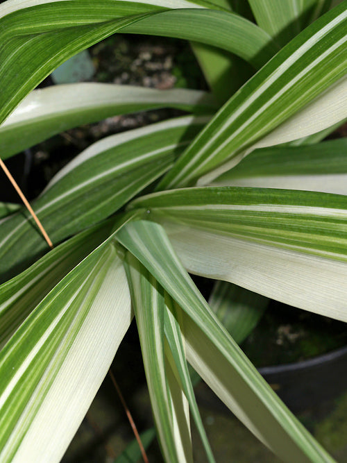 HEMEROCALLIS FULVA stable-ish 'KWANSO VARIEGATA'