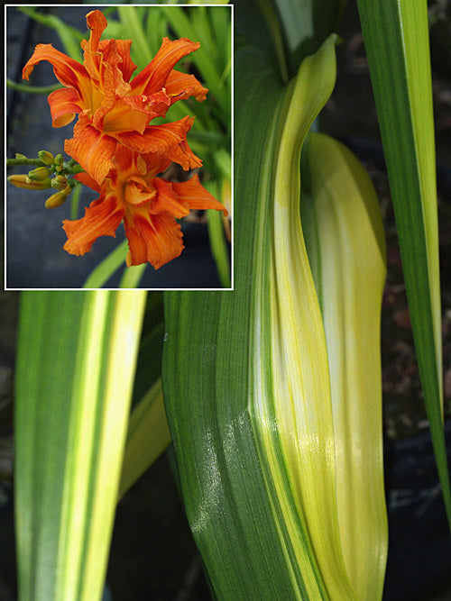 HEMEROCALLIS FULVA 'YELLOW VARIEGATED'