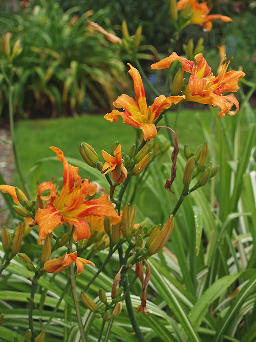 HEMEROCALLIS FULVA 'KWANSO VARIEGATA'