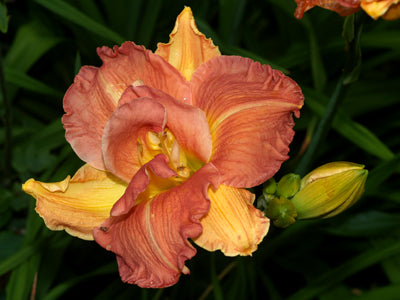 HEMEROCALLIS 'LONGFIELD'S TWINS'