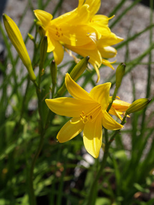 HEMEROCALLIS LILIOASPHODELUS