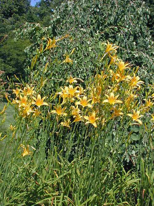 HEMEROCALLIS LITTOREA