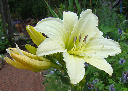 HEMEROCALLIS 'LIGHT THE WAY'