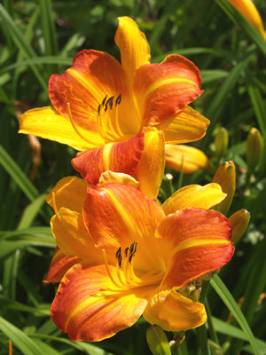 HEMEROCALLIS 'MORNING SUN'