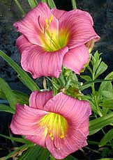 HEMEROCALLIS 'MEADOW SPRITE'