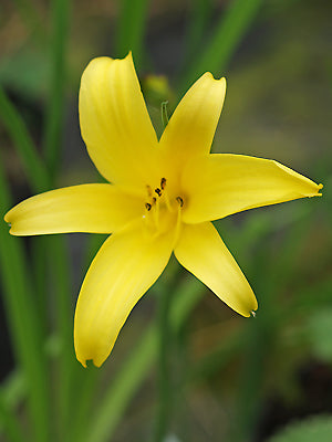 HEMEROCALLIS MINOR